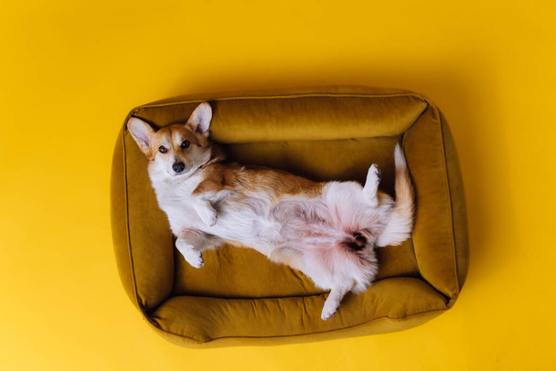Adorable cute Welsh Corgi Pembroke sleeping and relaxing in dog bed on yellow studio background. Most popular breed of Dog. Advertising concept - Foto, Bild