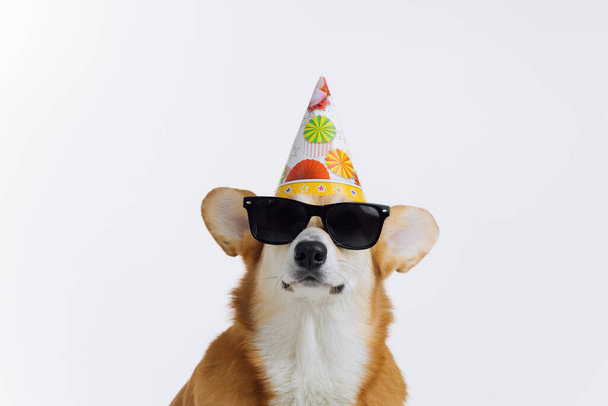 Αξιολάτρευτο χαριτωμένο Ουαλίας Corgi Pembroke φορώντας καπέλο γενέθλια και γυαλιά ηλίου κάθεται σε λευκό φόντο. Η πιο δημοφιλής ράτσα σκύλου. Έννοια διαφήμισης - Φωτογραφία, εικόνα