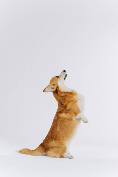Adorable cute Welsh Corgi Pembroke stands on its hind legs on white studio background. Most popular breed of Dog - Φωτογραφία, εικόνα