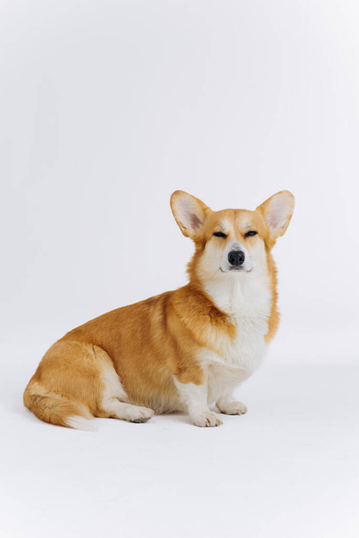 Adorable cute Welsh Corgi Pembroke sitting on white background and looking at camera. Most popular breed of Dog - Photo, Image