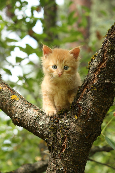 Adorable red kitten climbing the tree branch - Photo, Image