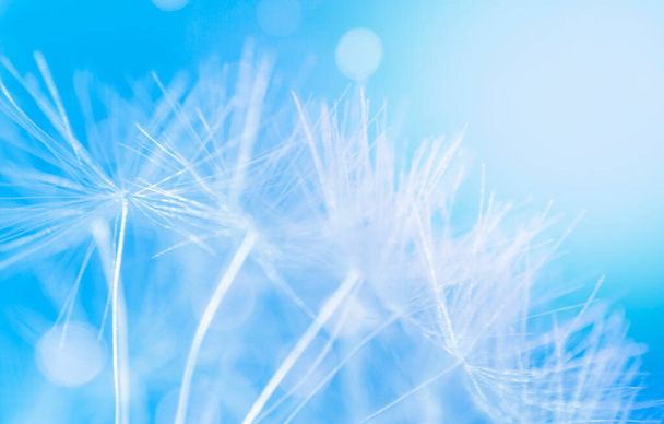 Abstract natural background. Macro of dandelions on a blue background. Nature wallpaper. - Photo, Image
