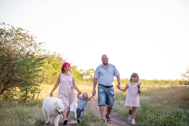 Bright diversity family walks on the paths in field with Samoyed dog. Traveling with pets. Parents hold hands of children, run through into the sunset. Little boy girl picking wildflowers for mother - 写真・画像