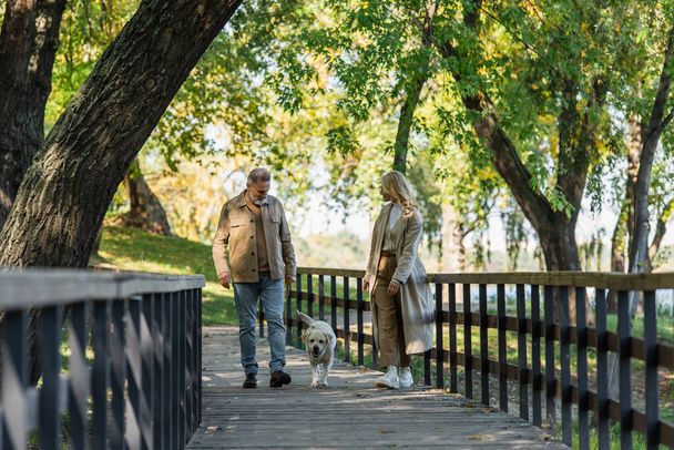 Middle aged couple with labrador walking on bridge in spring park at daytime  - 写真・画像
