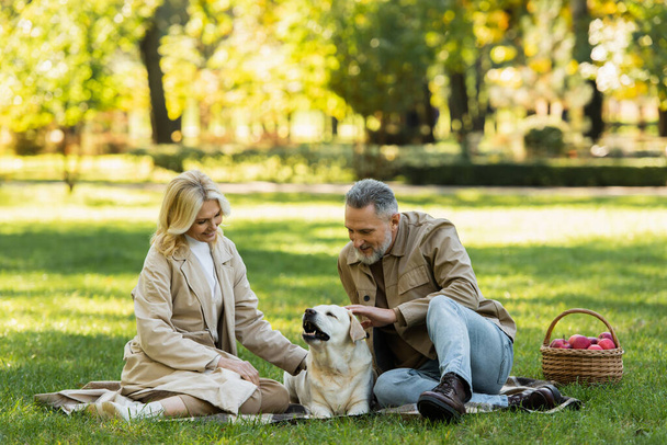happy bearded man petting labrador near blonde wife during picnic in park  - Foto, Imagen