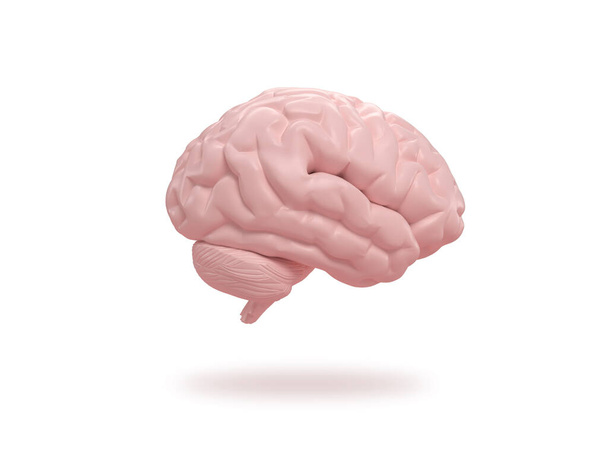 アイソメトリックホワイト背景に人間の脳のスライド.3Dレンダリング. - 写真・画像