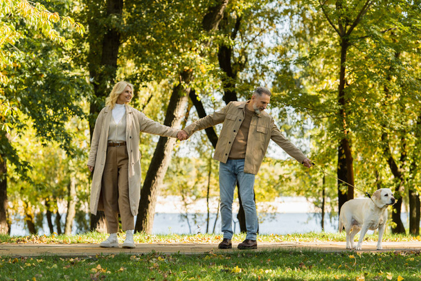 feliz pareja de mediana edad en traje casual tomados de la mano y caminando con el perro labrador en el parque durante la primavera  - Foto, imagen