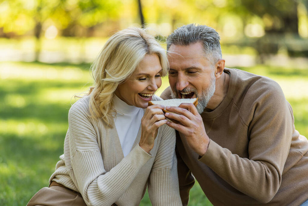 cheerful middle aged couple eating one sandwich from both sides and smiling during picnic in park  - Photo, Image