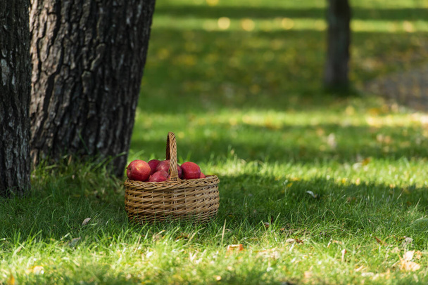 mele fresche rosse in cesto di wicket sul prato verde vicino agli alberi  - Foto, immagini