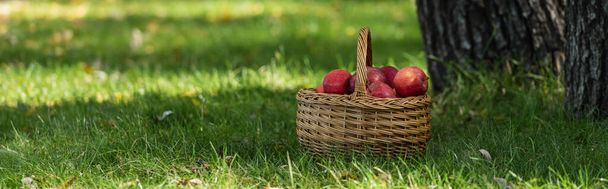 red fresh apples in wicket basket on green lawn with fresh grass, banner  - Foto, imagen