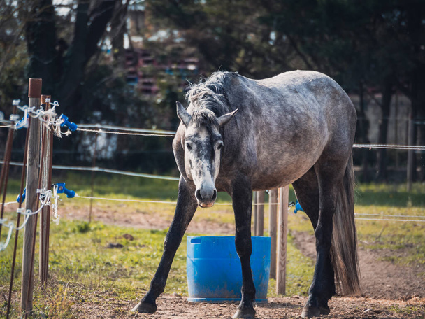 Γκρι άλογο στο βοσκότοπο με πλεξούδες πλεγμένες στη χαίτη - Φωτογραφία, εικόνα