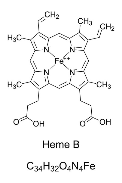 Heme B, hem B, vagy protoheme IX, kémiai képlet és szerkezet. Hemoglobinban, egy oxigénszállításra szolgáló fehérjében. Egyetlen vasatomot négy nitrogénatom köt össze egy porfirin gyűrűben.. - Vektor, kép
