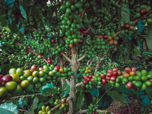 Reifer Kaffee bereit zur Ernte - Foto, Bild