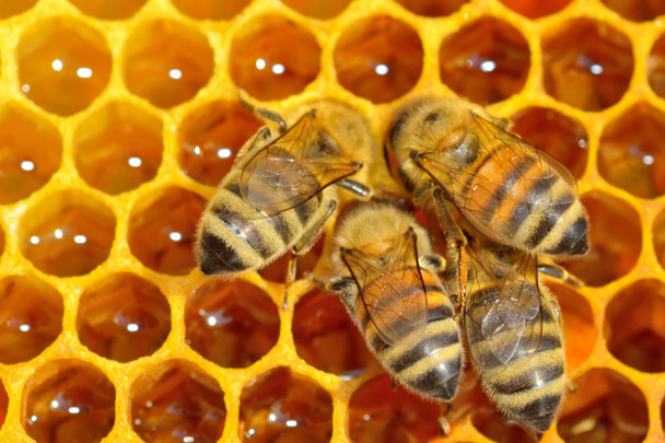  Εργάσιμες μέλισσες σε κύτταρα μελιού - Φωτογραφία, εικόνα