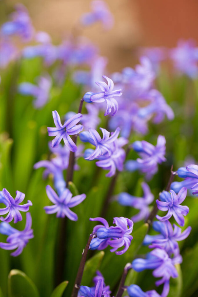 Hermosos jacintos azules florecen en el jardín en primavera - Foto, Imagen