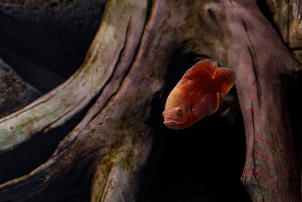 Underwater photography of Oscar fish (fish) close-up - Fotó, kép