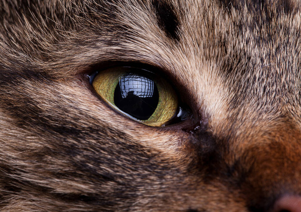 Close up eyes of cat. Studio photo - Foto, immagini
