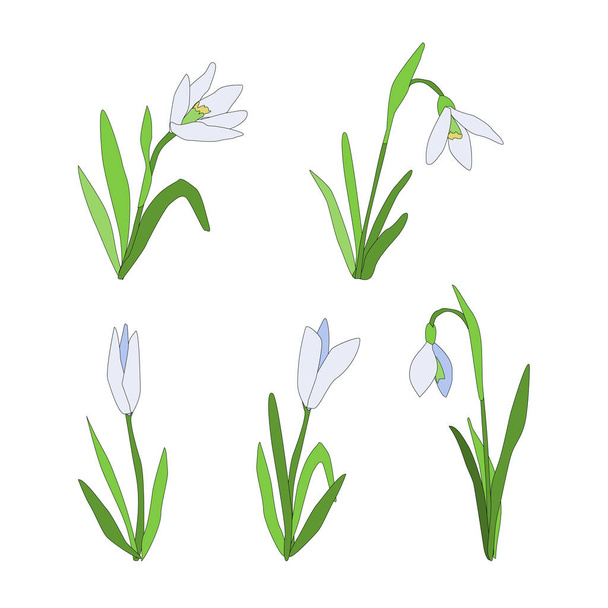 Set natura bucaneve per biglietto di auguri, banner, sfondo. Illustrazione vettoriale su sfondo bianco, delicato fiore - Vettoriali, immagini