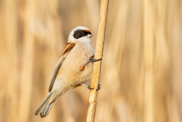 Eurasian penduline tit, remiz pendulinus. A bird sits on a reed stalk on a riverbank - Valokuva, kuva