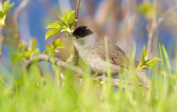 Eurasian blackcap, Sylvia atricapilla. The male sits on a tree branch low over the grass - Photo, Image