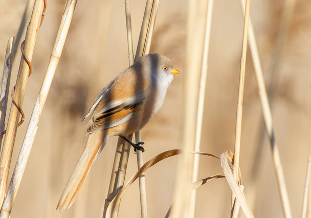Bearded reedling, Panurus biarmicus. A female bird sits in a thicket of reeds - 写真・画像