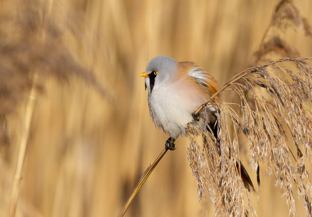 Bearded reedling, Panurus biarmicus. A bird sits on a reed stalk on a riverbank - Фото, изображение