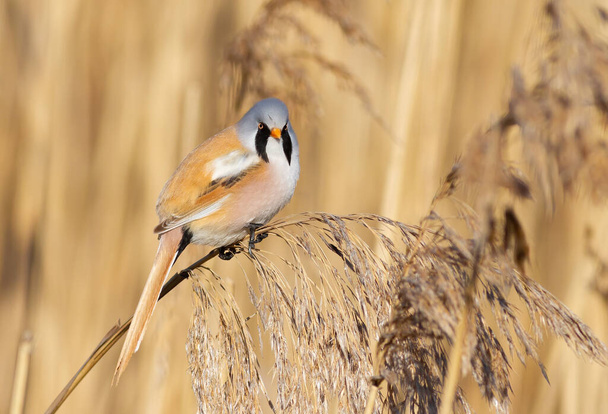 Bearded reedling, Panurus biarmicus. A bird sits on a reed stalk on a riverbank - Foto, Bild