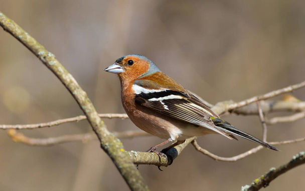 Common chaffinch, Fringilla coelebs. The male sits on a branch - Foto, Bild