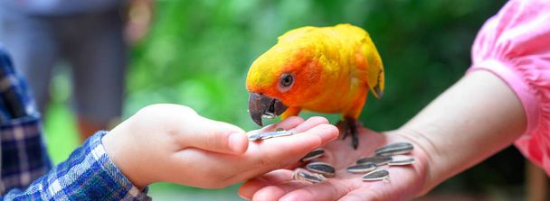 Sun conure parrot or Aratinga solstitialis colorful bird that eats sunflower seeds from the hand of mother and son. Bird lovers,  International bird day concept. Banner cover size - Photo, Image
