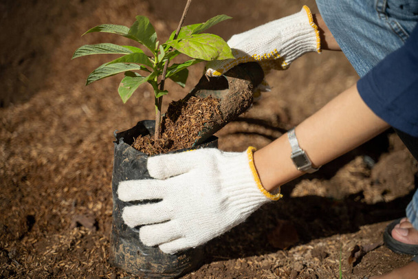 Close up of female farmer hands wearing gloves holding soil while planting plant seeds into polybags - Φωτογραφία, εικόνα