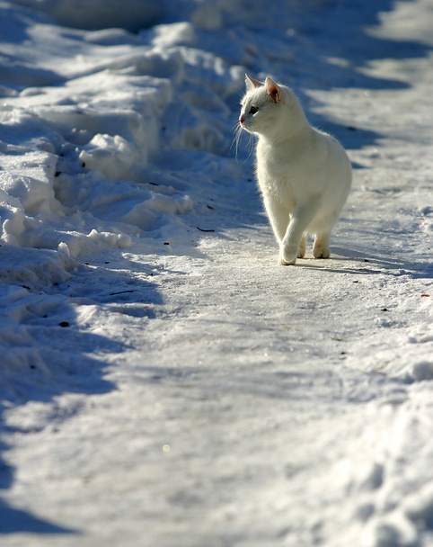 Gato blanco
 - Foto, imagen