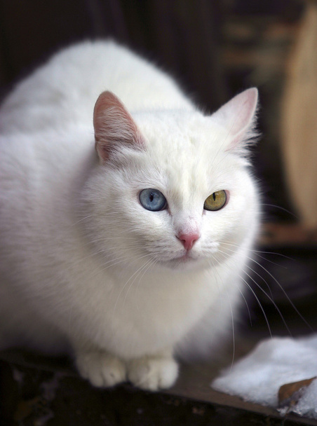 Portrait d'un chat aux yeux différents
 - Photo, image
