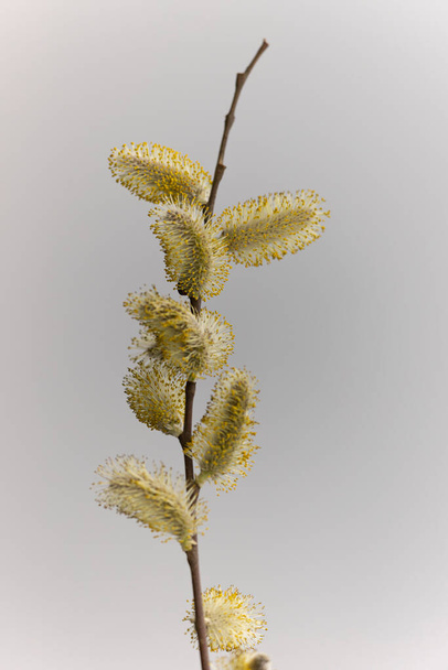 Willow Catkins in early march - Foto, immagini