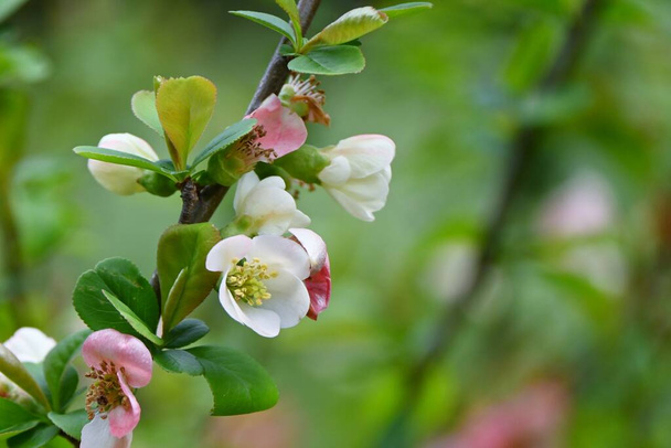 Flores de membrillo floreciente (Chaenomeles speciosa). Rosaceae arbusto caducifolio. Flores de colores florecen de marzo a abril. - Foto, Imagen