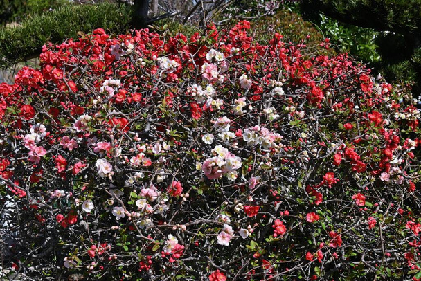 Floraison de fleurs de coing (Chaenomeles speciosa). Rosacées arbuste à feuilles caduques. Fleurs colorées fleurissent de mars à avril. - Photo, image
