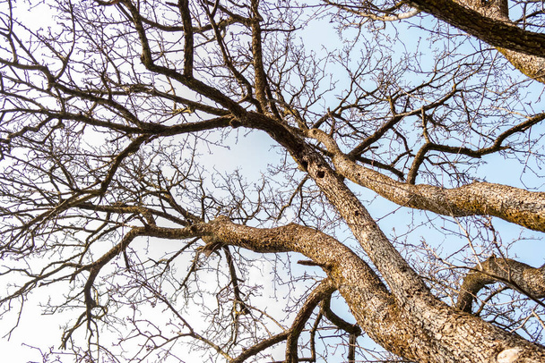 Tree branches without leaves seen from below - Fotoğraf, Görsel