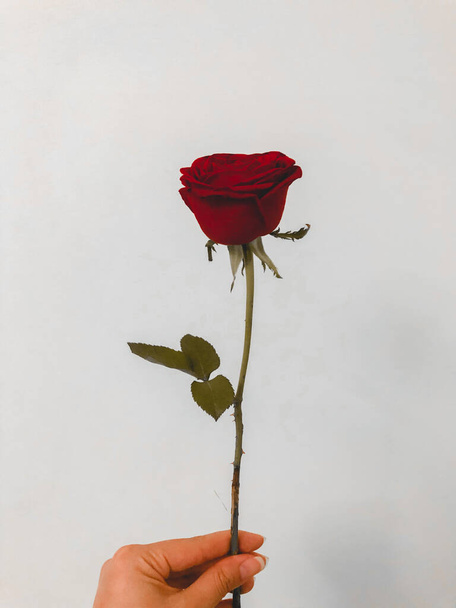 Flores so rosas vermelhas  - Фото, зображення