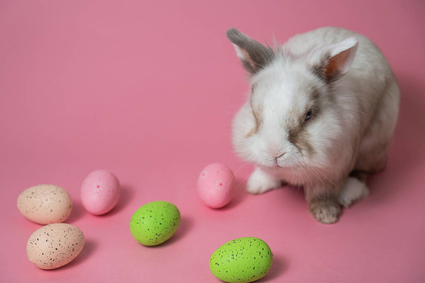 Easter Bunny on a pink background with colorful painted eggs - Foto, immagini