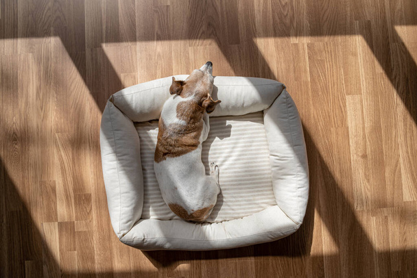 Relaxing dog at home resting in white pet bed. sunny bright day. parquet floor contrast dark shadows from the window - Valokuva, kuva