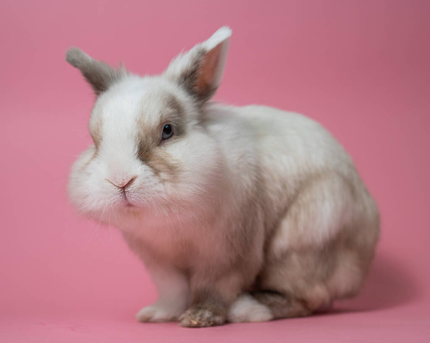 Portrait of a cute gray-white rabbit on a pink background - Fotoğraf, Görsel