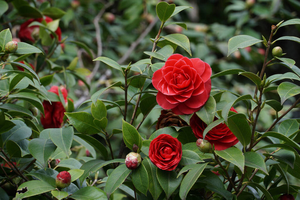 Nature background with bush of red flowering Camellia japonica bush - Photo, Image
