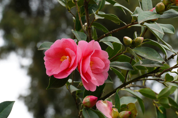 Flowering branch with two dark pink Camellia flowers on the treetop - Photo, Image