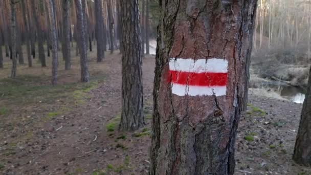 Туристический знак на дереве в лесу. Путешествия, туризм, пешие прогулки - Кадры, видео