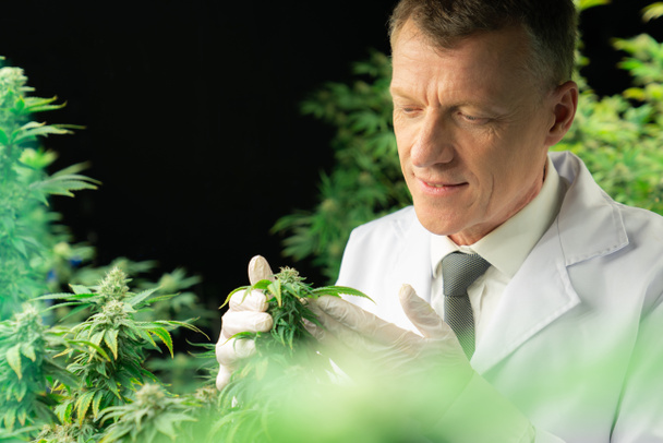 Un científico masculino inspecciona las hojas gratificantes de la planta de cannabis. Investigador que trabaja en la inspección del cannabis en una granja de cultivo de cannabis para medicamentos con fines médicos. - Foto, Imagen