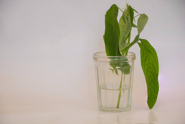 A cutting of Telegraph Plant in a glass vase on a white background with copy space, propagation concept. - Photo, Image