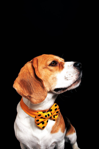 Retrato de perro Beagle, fotografía en estudio  - Foto, Imagen