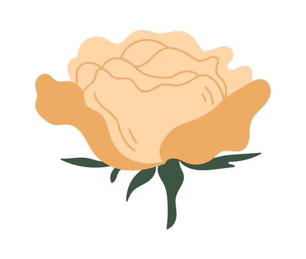 Decorative rose for bouquet. Vector illustration - Vector, Image