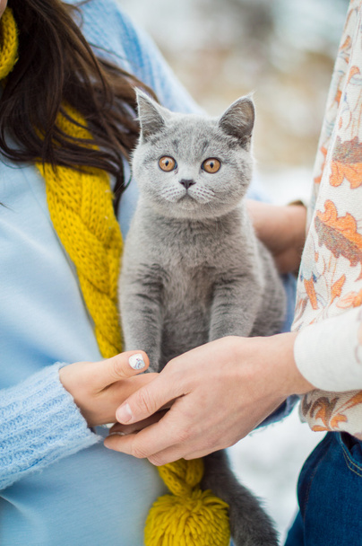 İngiliz kedisi - Fotoğraf, Görsel