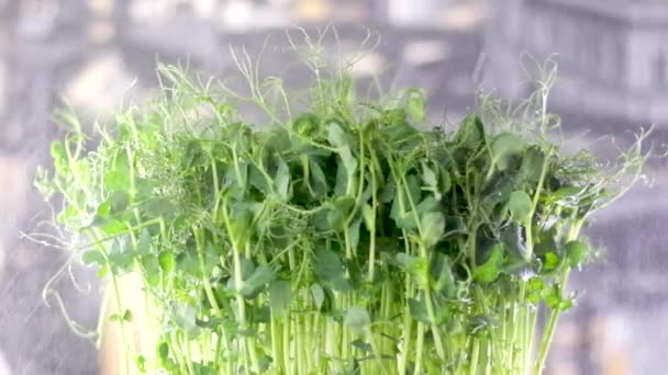microgreens pois sont irrigués avec de petites gouttes d'eau sur fond sombre pluie arrosant la culture de légumes verts sains pour manger des salades pousses de pois - Séquence, vidéo
