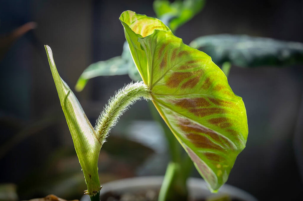 Filodendron verrucosum, una specie di aroid, una pianta tropicale con piccioli pelosi (il gambo che attacca la foglia al gambo). La parte posteriore della foglia è modellata in rosso - Foto, immagini